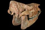 18.2" Running Rhino (Subhyracodon) Skull - South Dakota - #131361-5